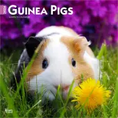 Guinea Pigs 2026 Wall Calendar