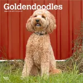 Goldendoodles 2026 Wall Calendar