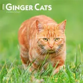 Cats Ginger 2026 Wall Calendar