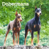 Dobermans 2026 Wall Calendar