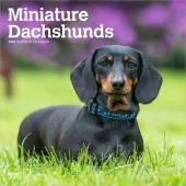 Dachshunds 2026 Mini Wall Calendars