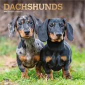 Dachshunds 2026 Wall Calendar