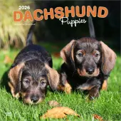 Dachshund Puppies 2026 Wall Calendar