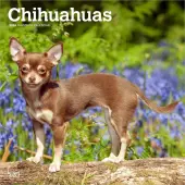 Chihuahuas 2026 Wall Calendar