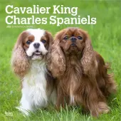 Cavalier King Charles 2026 Wall Calendar