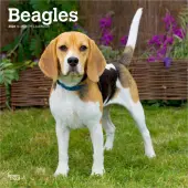 Beagles 2026 Wall Calendar