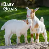 Baby Goats 2026 Wall Calendar
