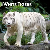 White Tigers 2026 Wall Calendar