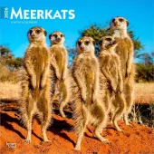 Meerkats 2026 Wall Calendar