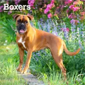Boxers International 2026 Wall Calendar