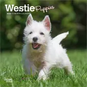 West Highland Terrier Puppies 2026 Mini Wall Calendar