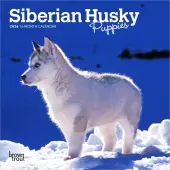 Siberian Husky Puppies 2026 Mini Wall Calendar