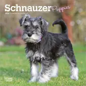 Schnauzer Puppies 2026 Mini Wall Calendar