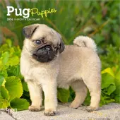 Pug Puppies 2026 Mini Wall Calendar