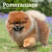 Pomeranian 2026 Mini Wall Calendar