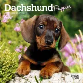 Dachshund Puppies 2026 Mini Wall Calendar