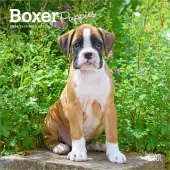Boxer Puppies 2026 Mini Wall Calendar