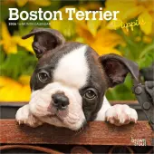 Boston Terrier Puppies 2026 Mini Wall Calendar