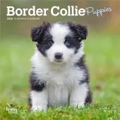 Border Collie Puppies 2026 Mini Wall Calendar