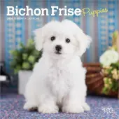 Bichon Frise Puppies 2026 Mini Wall Calendar