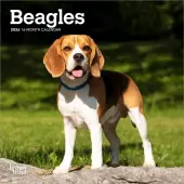 Beagle 2026 Mini Wall Calendar