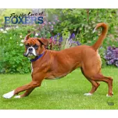 Boxers Deluxe 2026 Wall Calendar