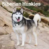 Siberian Huskies 2026 Wall Calendar