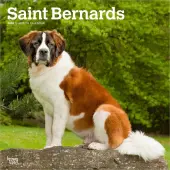 Saint Bernards 2026 Wall Calendar
