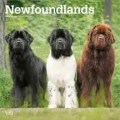Newfoundlands 2026 Wall Calendar