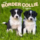 Border Collie Puppies 2026 Wall Calendar