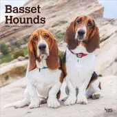 Basset Hounds 2026 Wall Calendar