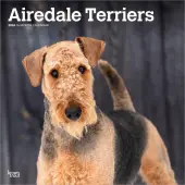 Airedale Terriers 2026 Wall Calendar