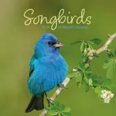 Songbirds Special Value 2026 Mini Wall Calendar