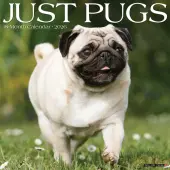 Pugs Just 2026 Wall Calendar