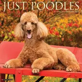 Poodles Just 2026 Wall Calendar