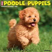 Poodle Puppies Just 2026 Wall Calendar