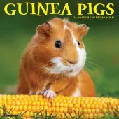 Guinea Pigs 2026 Wall Calendar
