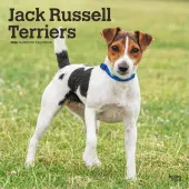 Jack Russell Terriers 2026 Wall Calendar