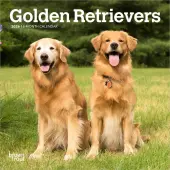 Golden Retrievers 2026 Mini Wall Calendar