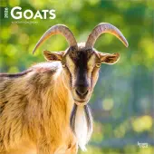 Goats 2026 Wall Calendar