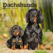 Dachshunds 2026 Mini Wall Calendar