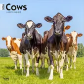 Cows 2026 Wall Calendar