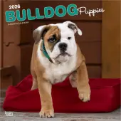 Bulldog Puppies 2026 Wall Calendar