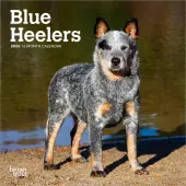 Blue Heelers 2026 Mini Wall Calendar