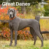 Great Danes 2026 Wall Calendar