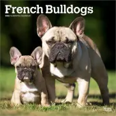 French Bulldogs 2026 Wall Calendar