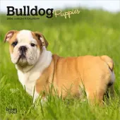Bulldog Puppies 2026 Mini Wall Calendar