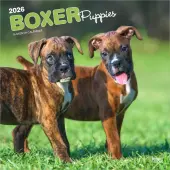 Boxer Puppies 2026 Wall Calendar