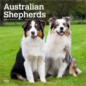 Australian Shepherds 2026 Wall Calendar