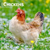 Chickens 2026 Wall Calendar